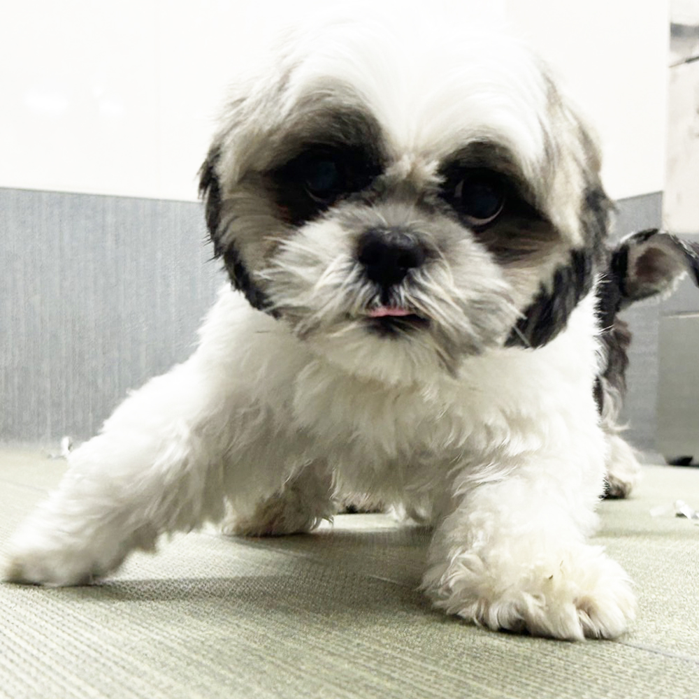 生徒が撮影したモデル犬♪